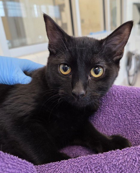 *ARIELLA - Domestic Short Hair available for adoption