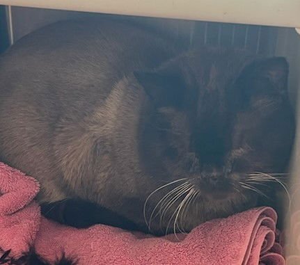 *MILANO - Siamese available for adoption