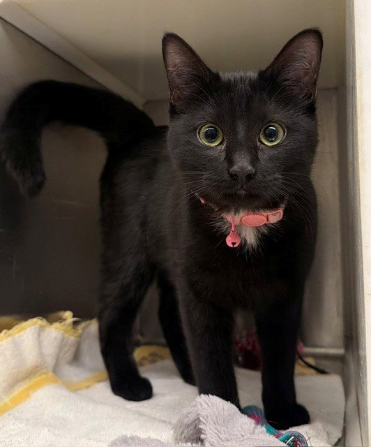 BAT CAT Image