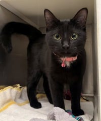 BAT CAT - Photo 1