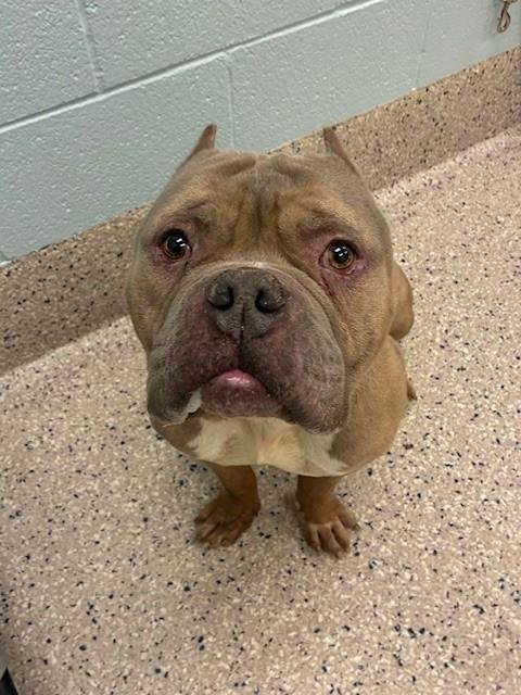 *BRANDON FROM MARKETING - Staffordshire Bull Terrier available for adoption