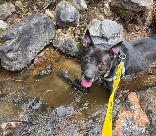 DINGO - Australian Kelpie available for adoption