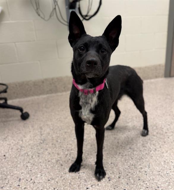 *ASTRID - Australian Kelpie available for adoption