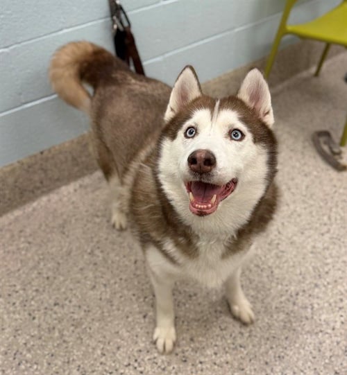 SWEETIE - Siberian Husky available for adoption