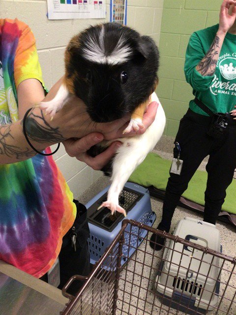 *BLUEBERRY - Guinea Pig available for adoption
