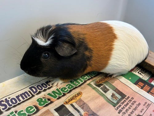 *BLUEBERRY - Guinea Pig available for adoption