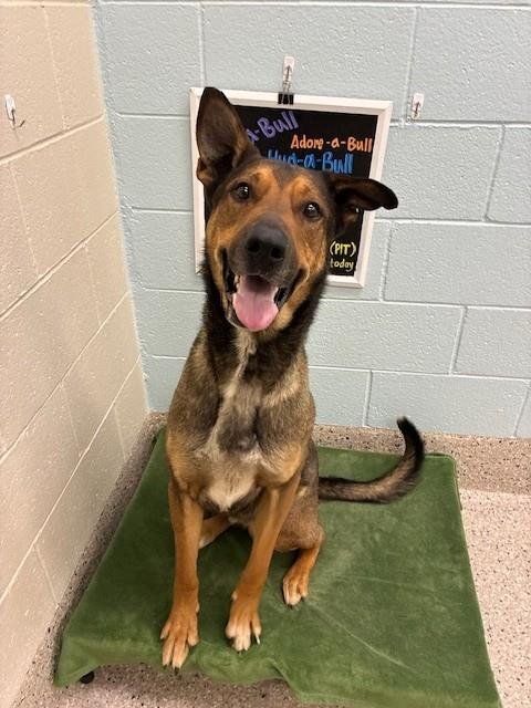 LESTAT - German Shepherd Dog available for adoption