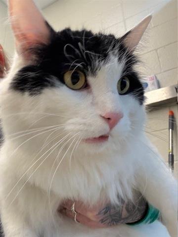 BLUE - Domestic Long Hair available for adoption