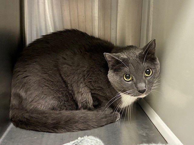 SARAH - Domestic Long Hair available for adoption