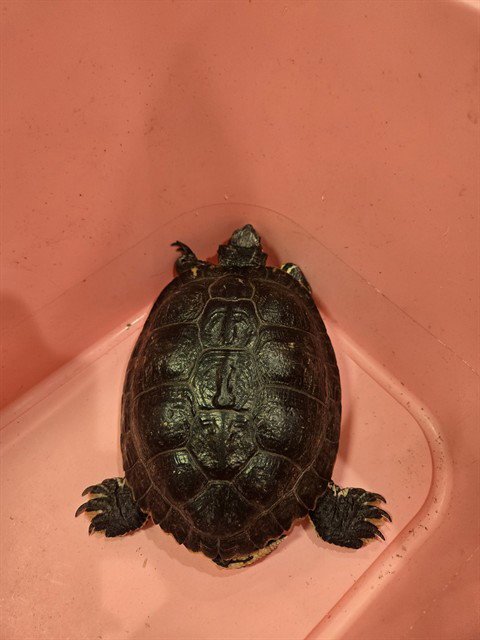 SHELLY - Turtle available for adoption