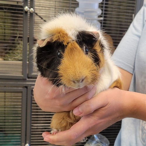 AUGUST - Guinea Pig available for adoption