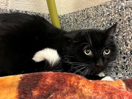 *STORMY CLOUD - Domestic Short Hair for adoption in Thornton