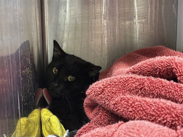 *BILO BILO - Domestic Short Hair available for adoption