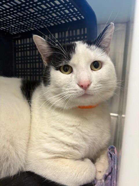 *SUSHI - Domestic Short Hair available for adoption