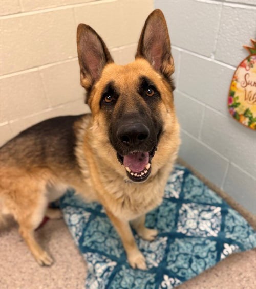 BIG CANELO - German Shepherd Dog available for adoption