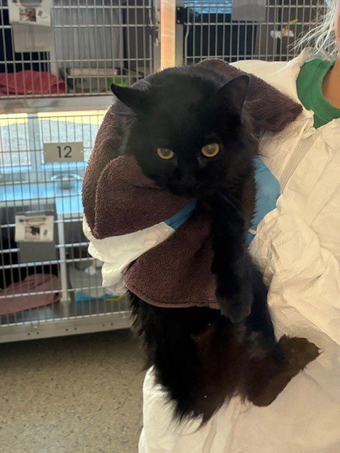 *CHRIS - Domestic Long Hair for adoption in Boulder