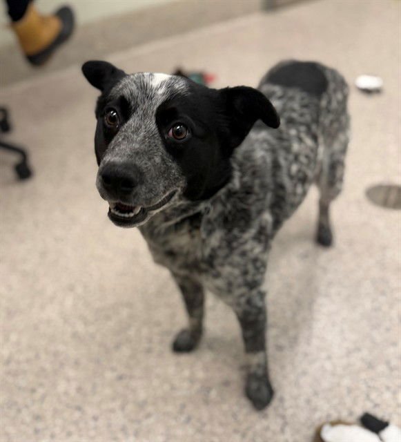 *QUART - Queensland Heeler available for adoption
