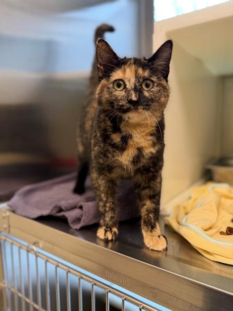 SAMANTHA - Domestic Short Hair available for adoption