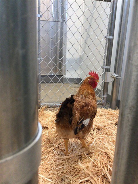 *DILL - Chicken available for adoption