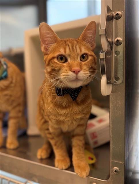 *KOMODO - Domestic Short Hair available for adoption