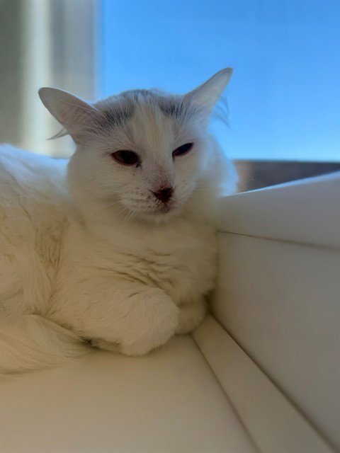 *HELEN - Domestic Medium Hair available for adoption