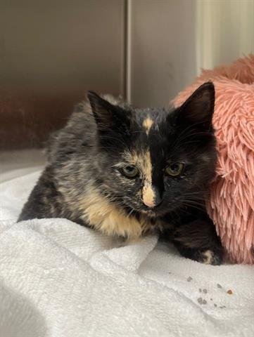 *CLOVER - Domestic Short Hair available for adoption