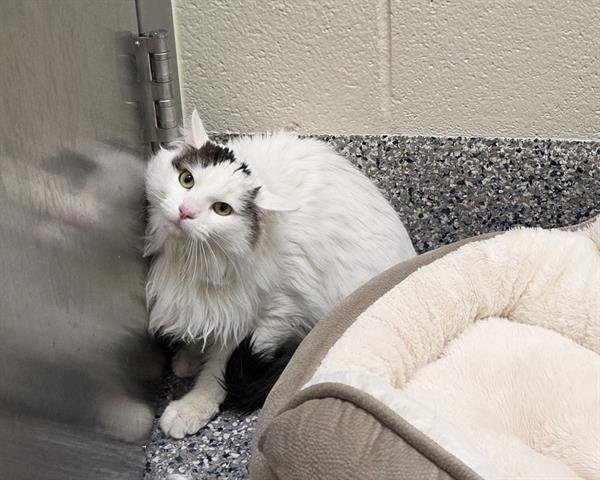 FLUFFY - Domestic Long Hair available for adoption