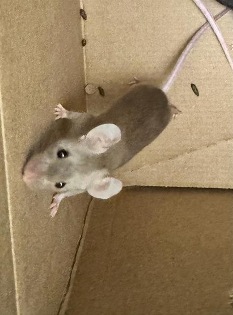 MOCHA - Mouse available for adoption