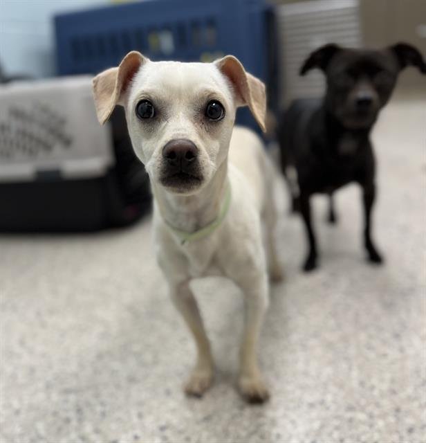 *HACHI - Chihuahua available for adoption