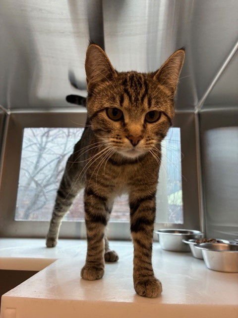 PUMPKIN - Domestic Short Hair available for adoption