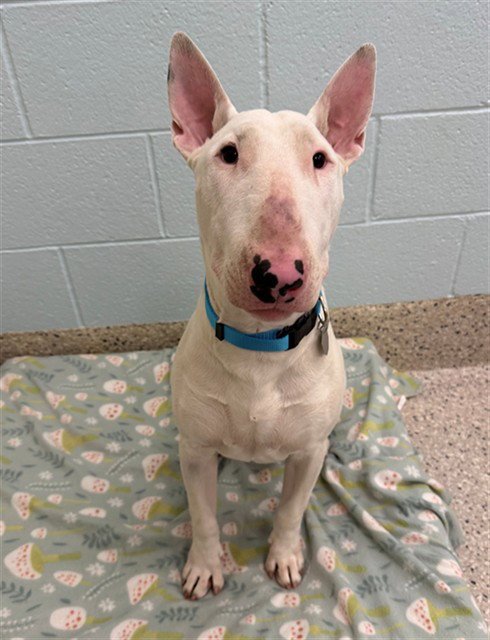 *ARCHIBALD - Bull Terrier available for adoption
