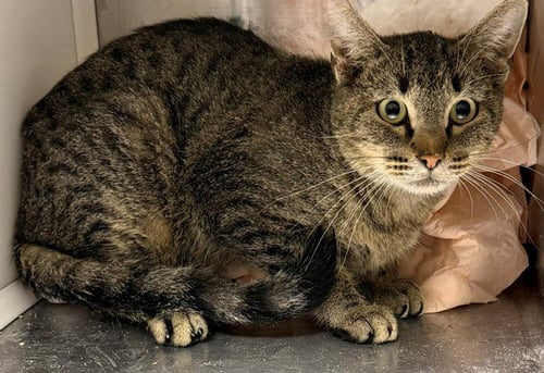 *OWLBEAR - Domestic Short Hair available for adoption