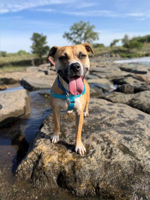*VENUS - Staffordshire Bull Terrier available for adoption