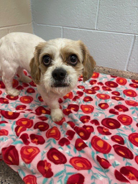 *CLIFFORD - Shih Tzu available for adoption