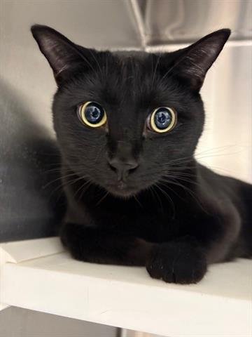 WHISPER - Domestic Short Hair available for adoption