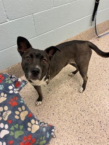 SPARKLES - Pit Bull Terrier available for adoption