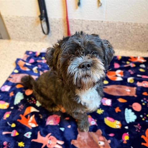 CANELO - Shih Tzu available for adoption