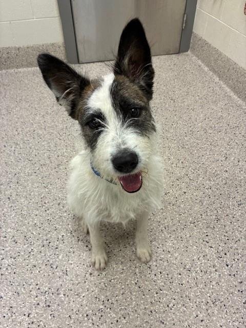 GIBSON - Irish Terrier available for adoption