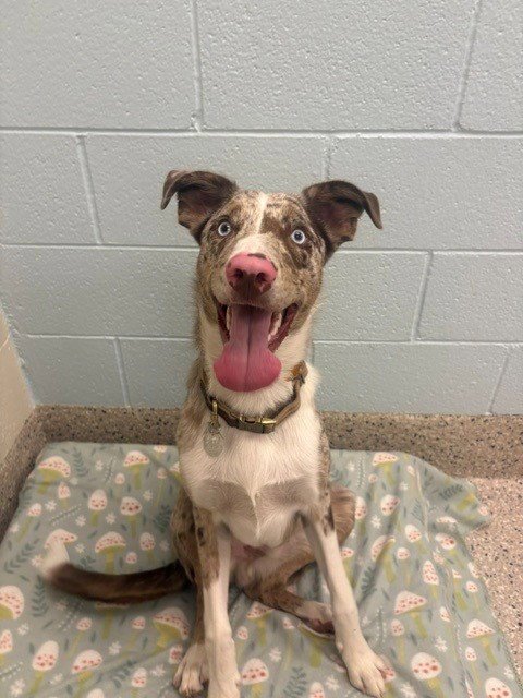 *DUKE ELLINGTON - Border Collie available for adoption