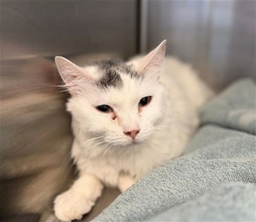 *MALALA - Domestic Medium Hair for adoption in Boulder