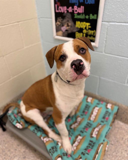 DUNE - Staffordshire Bull Terrier / Basset Hound available for adoption