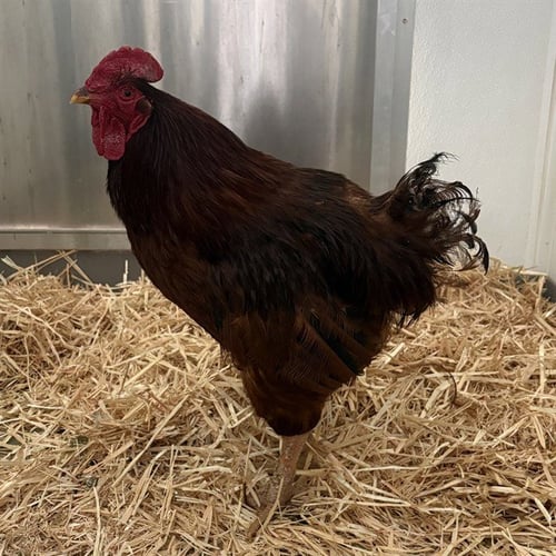 *VEGAS - Chicken available for adoption