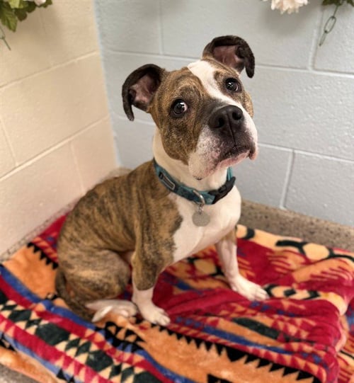 CLEO - Boxer / American Pit Bull Terrier available for adoption