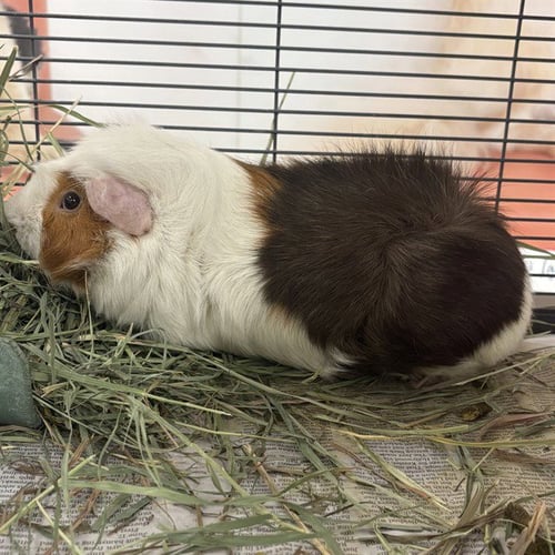 COMET - Guinea Pig available for adoption