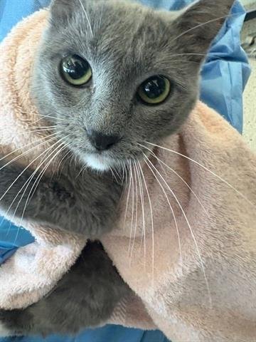 *SHASTA - Domestic Short Hair available for adoption