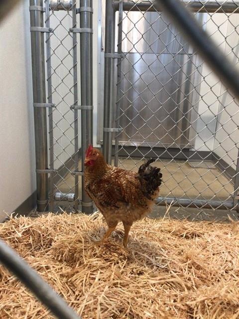 *BASIL - Chicken available for adoption