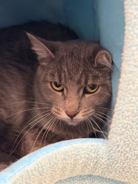 *BELLE - Domestic Short Hair available for adoption