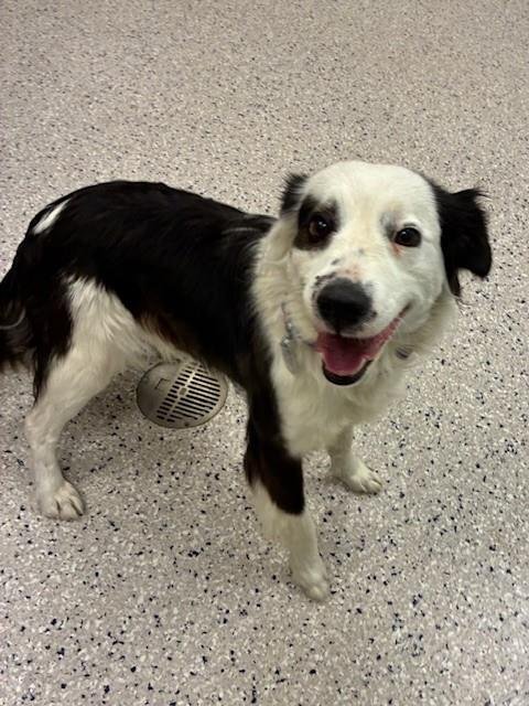 *PADME - Border Collie available for adoption