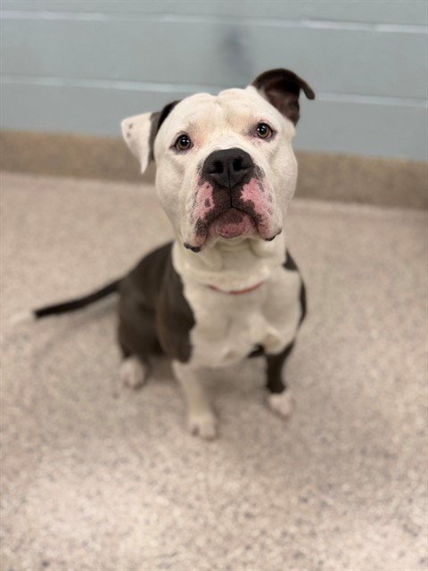 FERDINAND - Pit Bull Terrier available for adoption