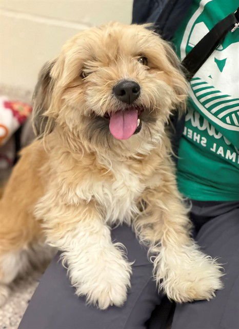 *FLUFFBALL - Lhasa Apso available for adoption